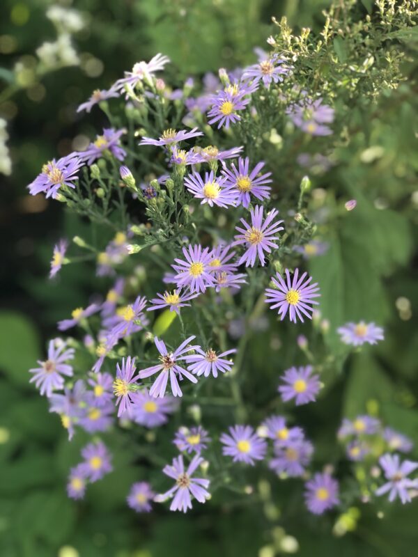 Smooth Blue Aster is so pretty!