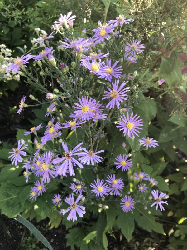 Smooth Blue Aster is so pretty!