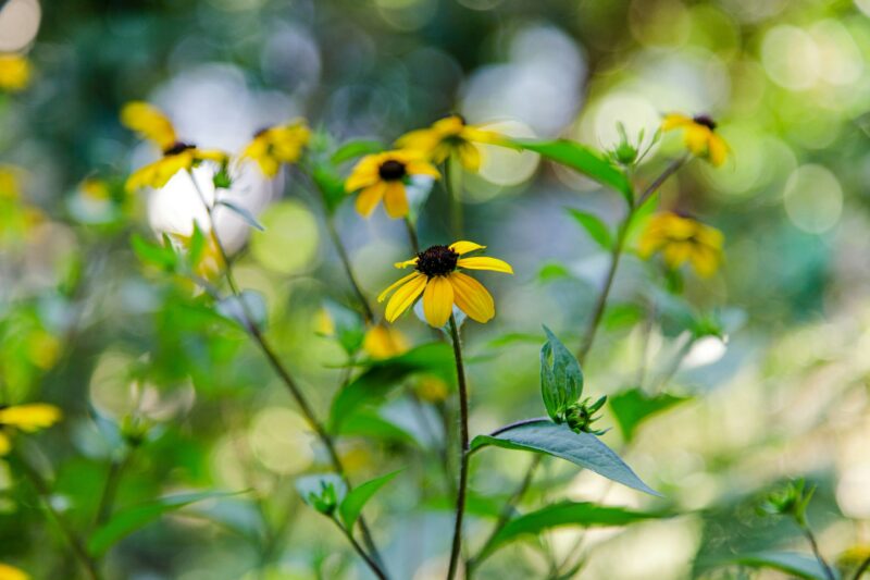 Brown Eyed Susan is pretty in silhouette.