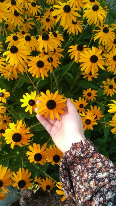 Organic plants like Rudbeckia.