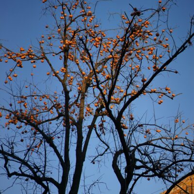 persimmon tree