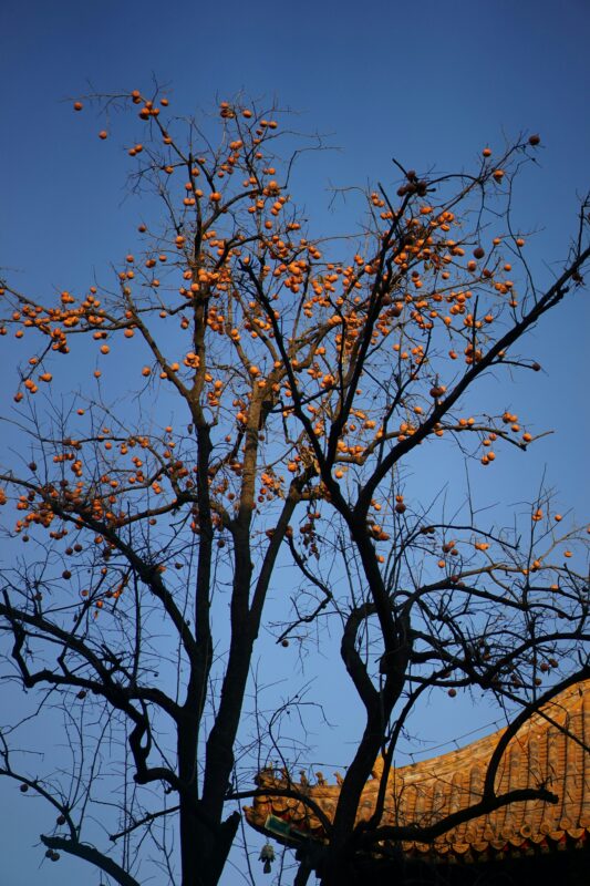 persimmon tree​