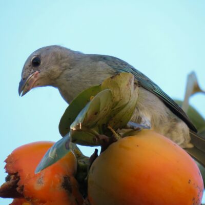 Songbird on persimmon fruit in an Edible Landscape.