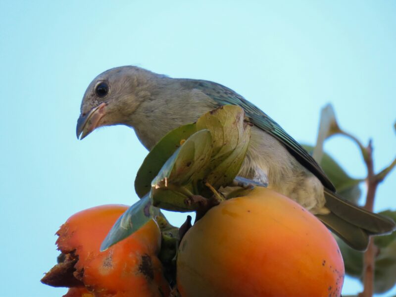 Songbird on persimmon fruit.