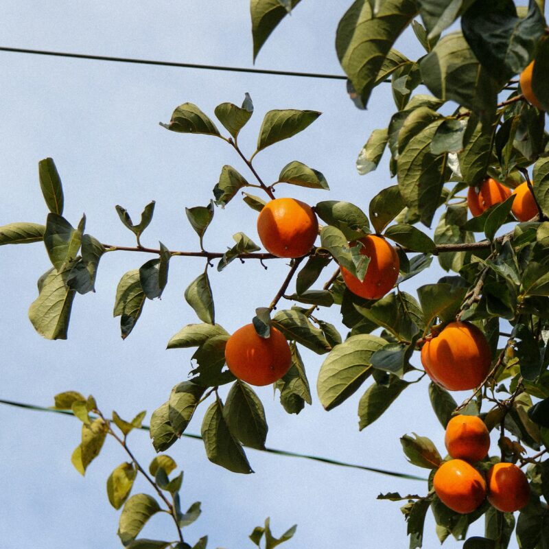 persimmon tree​ beauty.