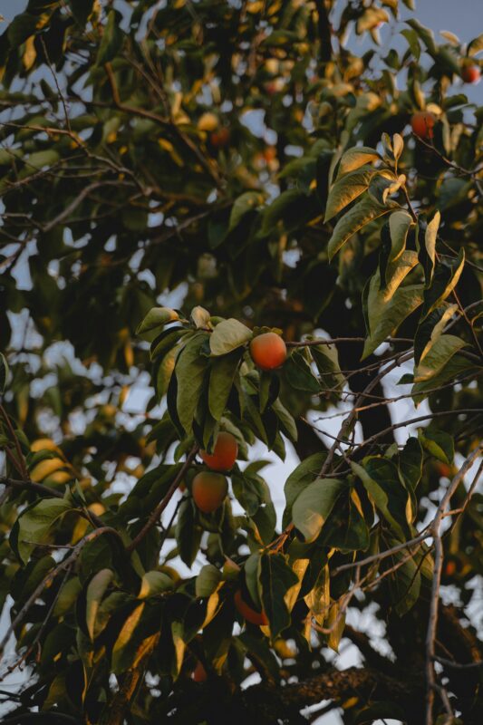 Native fruit that looks tropical.