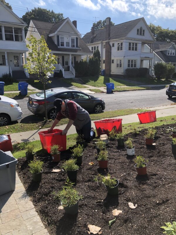 Roots before blooms, in progress.