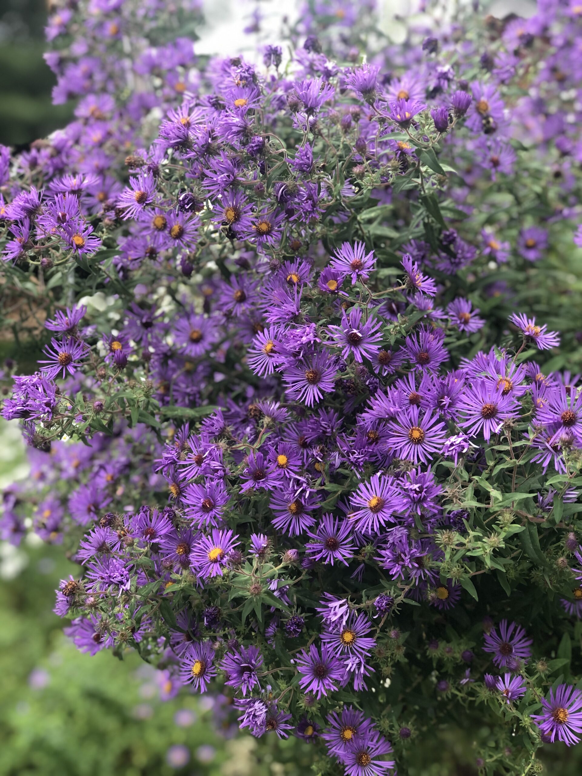 New England Aster Symphyotrichum Novae angliae Jessecology New England Aster Symphyotrichum Novae angliae Jessecology