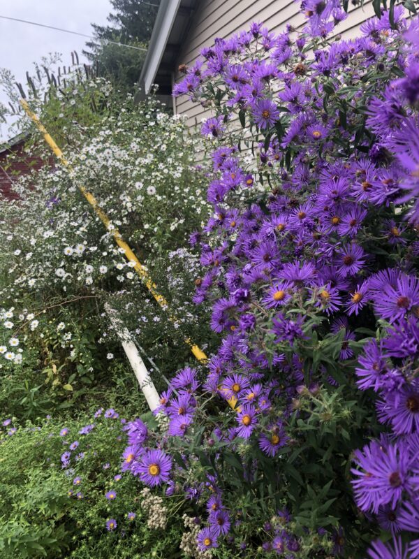 Right plant, right place.