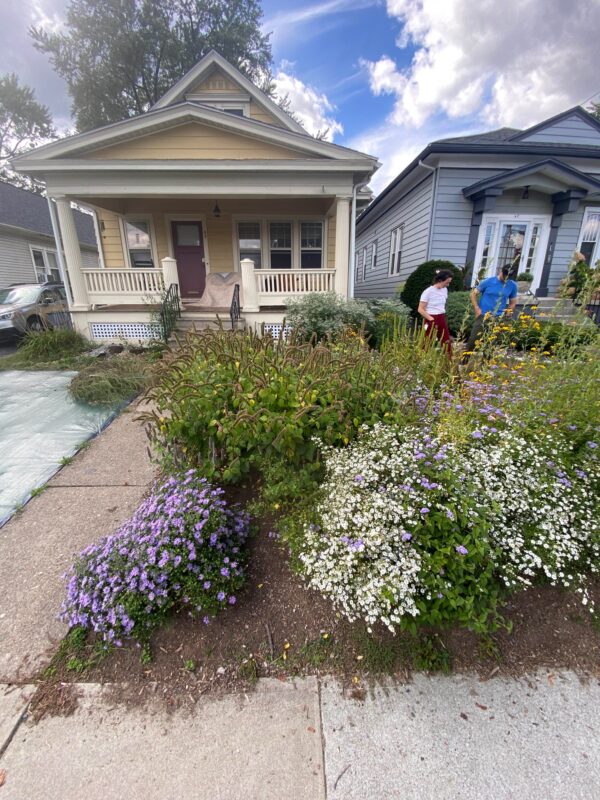 Progress of a project: wildflower gardens.