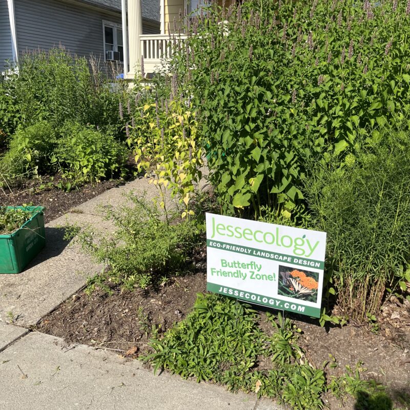 Urban habitat is often responsible for literally saving local fauna from extinction.