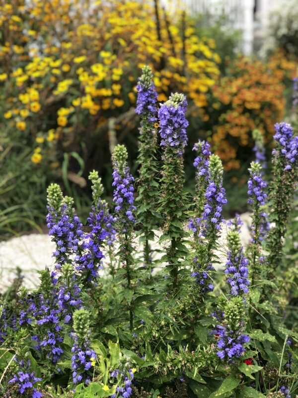 Blue Lobelia and Helenium.