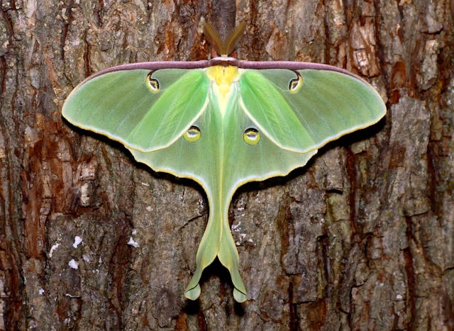Luna Moths are stunning.