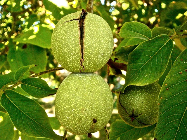 Juglans nigra.