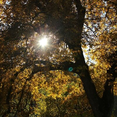 The beauty of native fruiting Black Walnut trees at sunset.