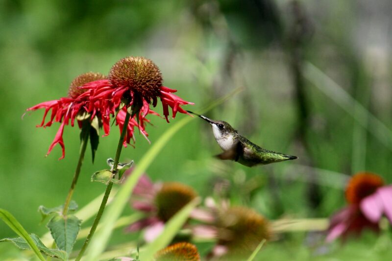 Monarda didyma & plant shedding.
