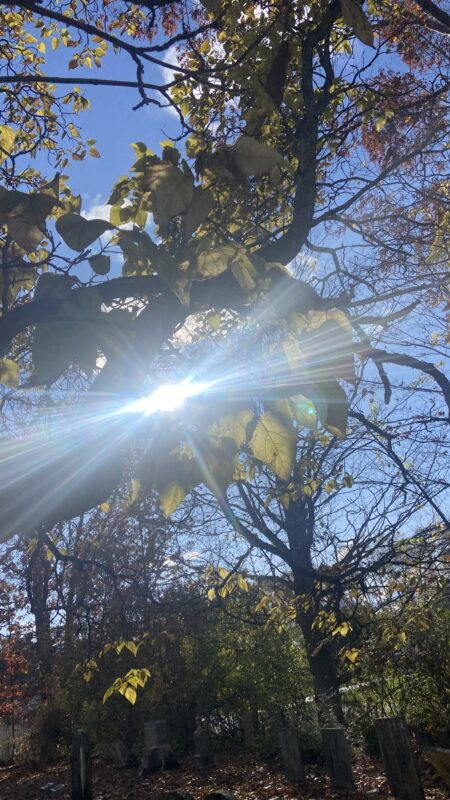 Sunlight through the tree in fall.