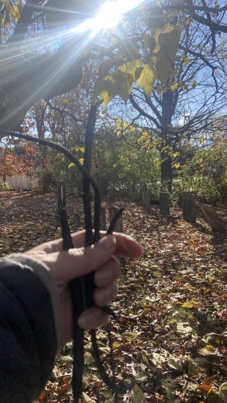 Tulip tree seed pods.