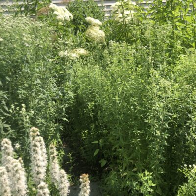 Time builds beauty x4 years.