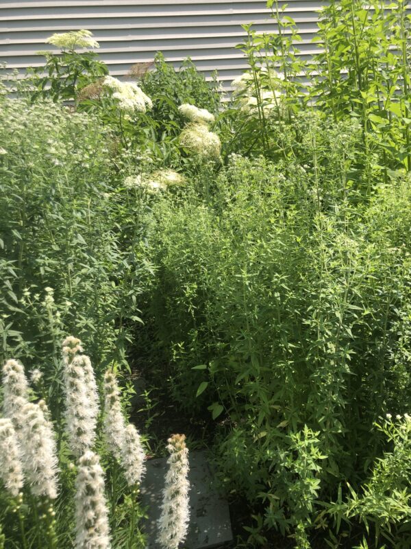 Time builds beauty x4 years.