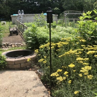 Before/Afters, starting slow. How to grow a native garden.