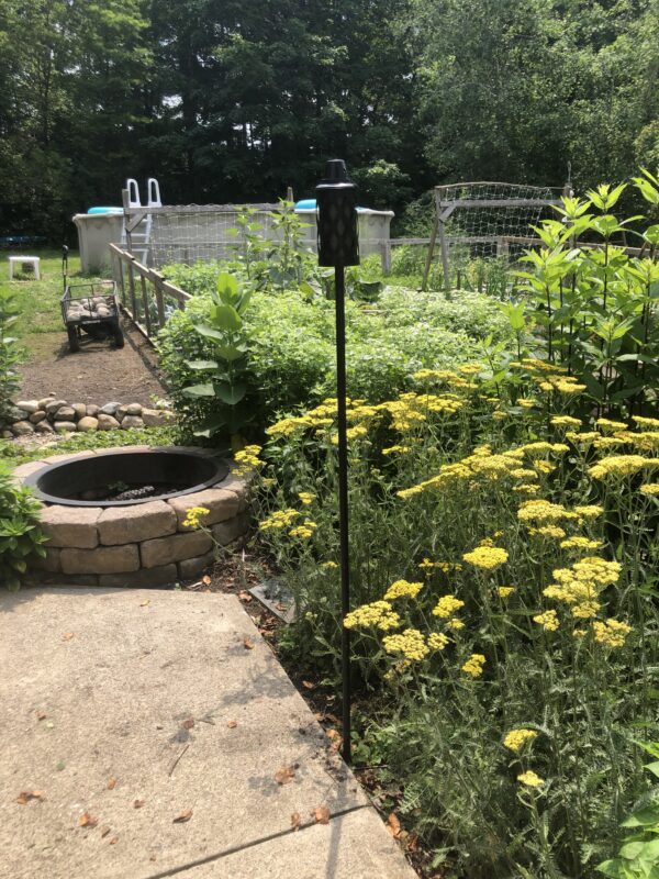 Before/Afters, starting slow. How to grow a native garden.