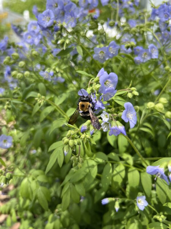 Bumblebee on Jacob's Ladder.
