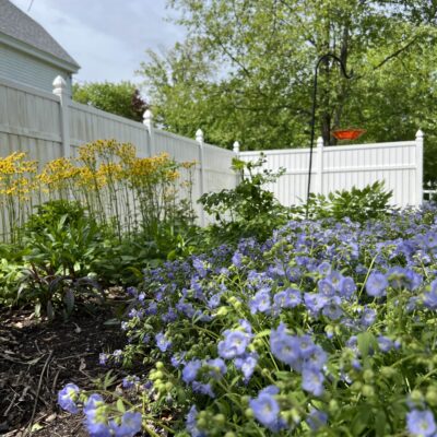 Landscaping Kinderhook NY No mow May.