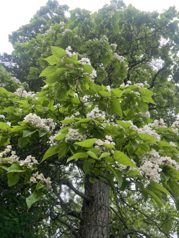 Catalpa trees