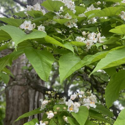 Those gorgeous flowers of the Catalpa tree.