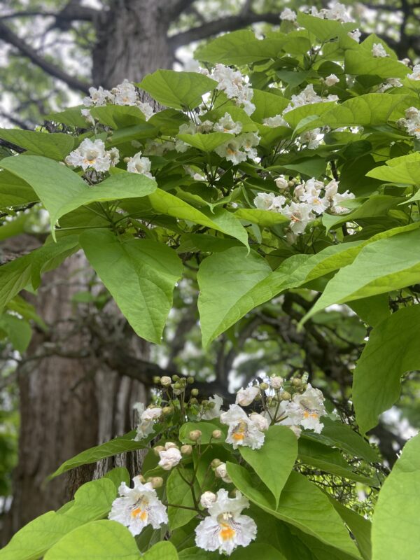 Those gorgeous flowers of the Catalpa.