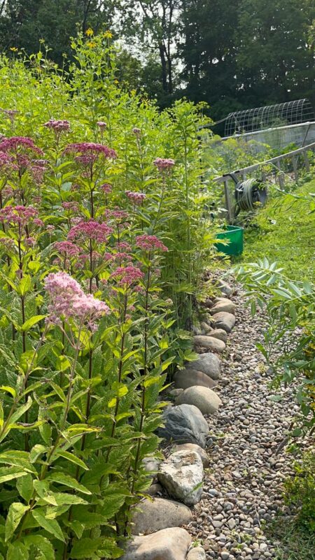 Beautiful wild gardens unfold in time