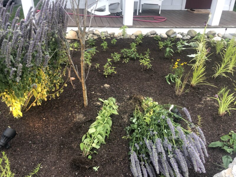 The Anise Hyssop about to be replanted.