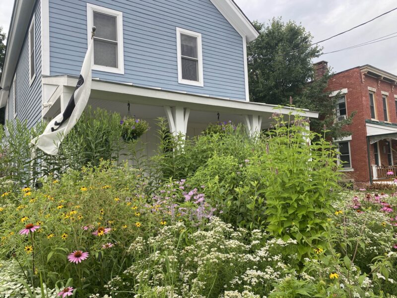 Growth takes time- garden shot.