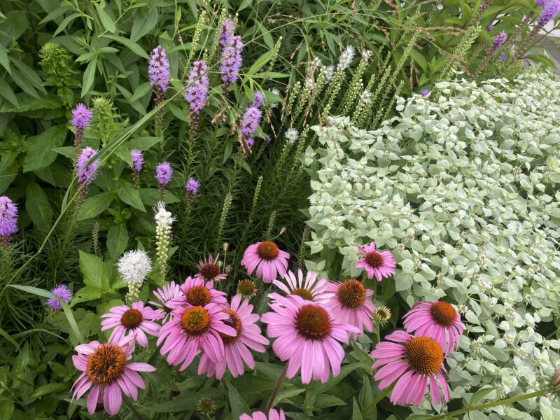 The Long Garden Game.