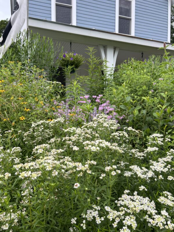 Beautiful wildflowers.
