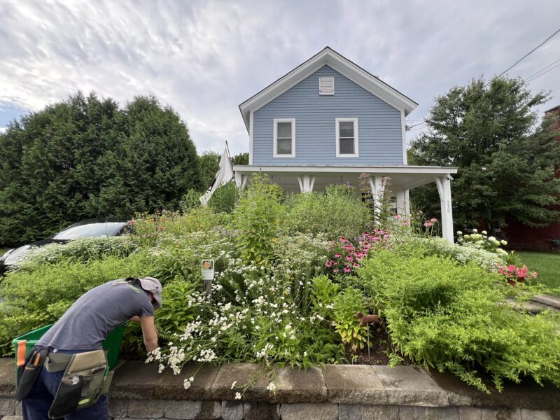 Beautiful wildflower gardens take time. This is year 4 in this particular garden.