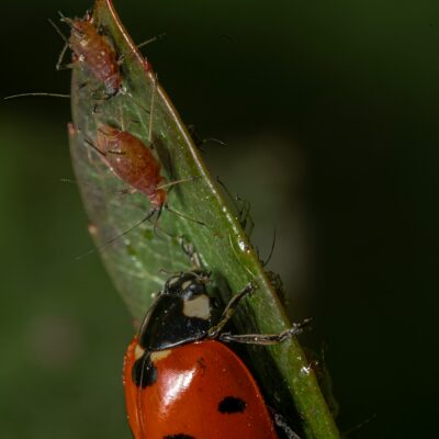 Aphids on plants.