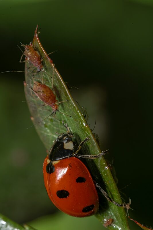 Aphids on plants.