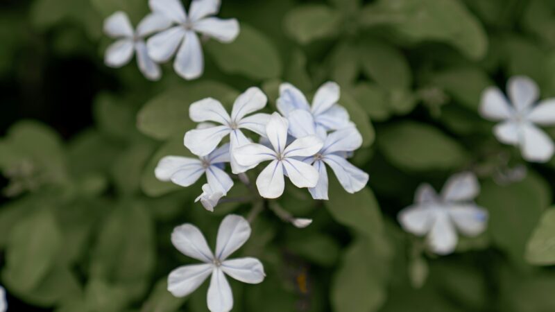 Ground cover Phlox divaricata.