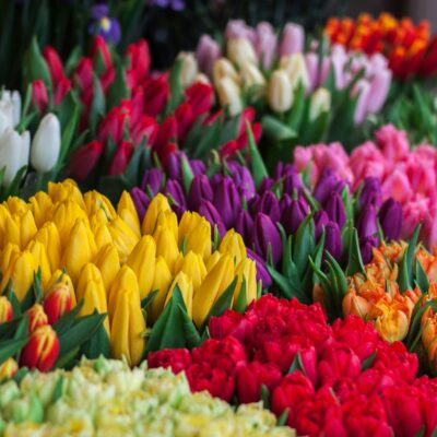When do you plant tulips?