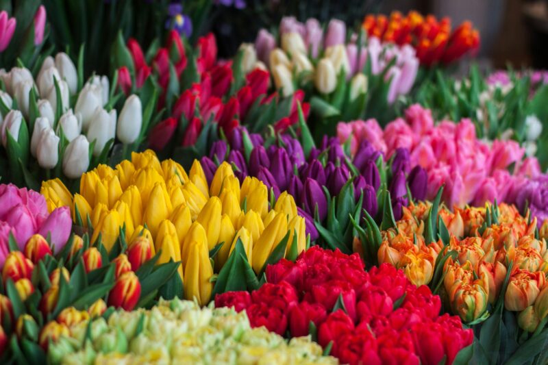 When do you plant tulips?