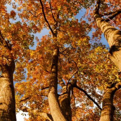 Keystone species like the Oak trees.