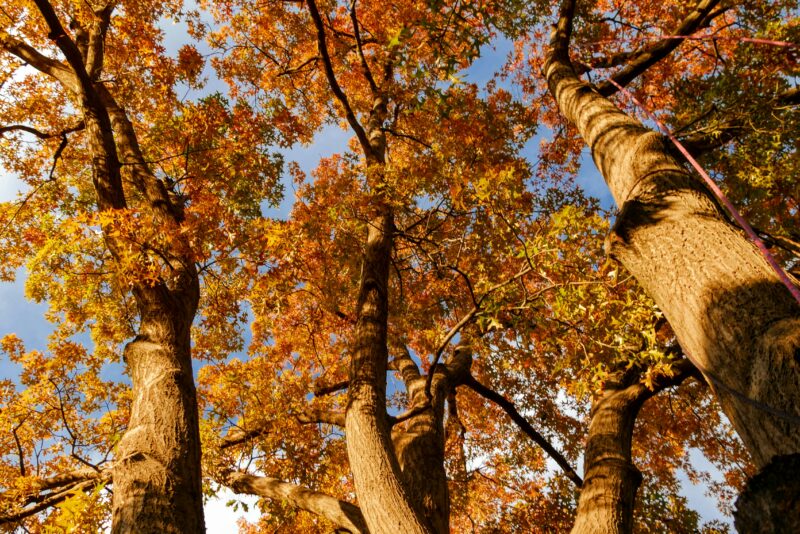 Keystone species like the Oak trees.