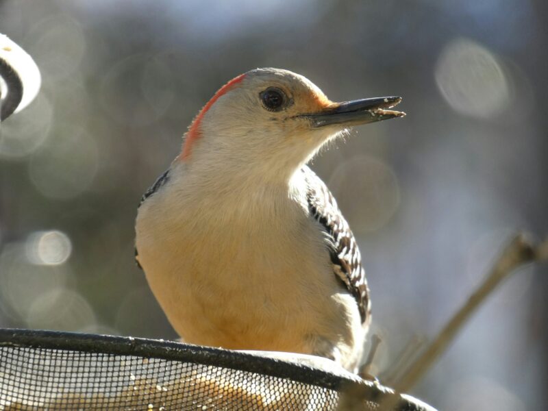 Cute woodpecker birds are keystone sp.