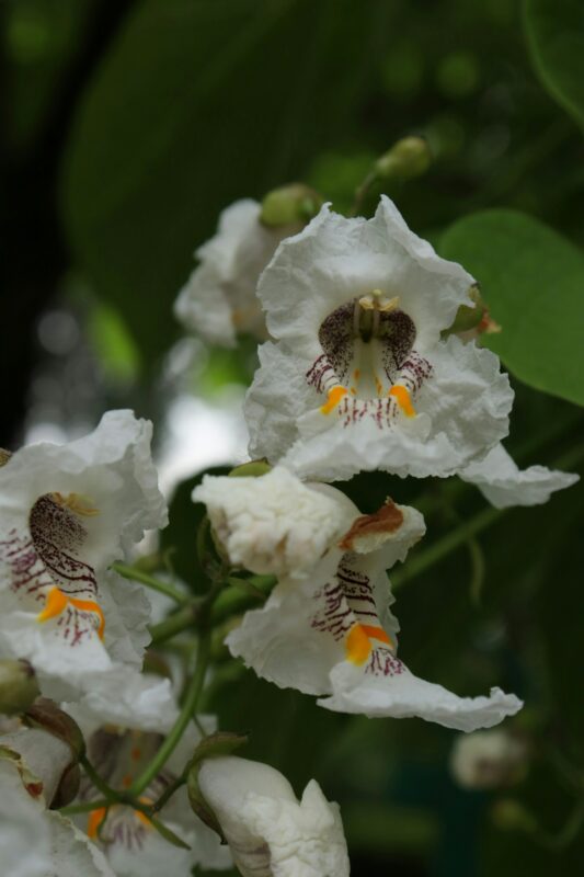 Catalpa tree flowers.