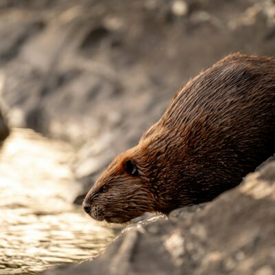 Beaver are a classic keystone species.