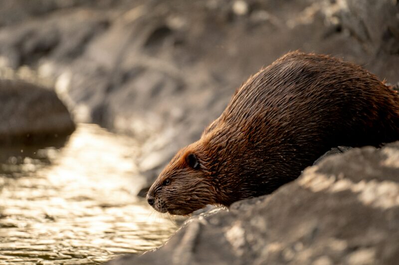 Beaver are a classic keystone species.