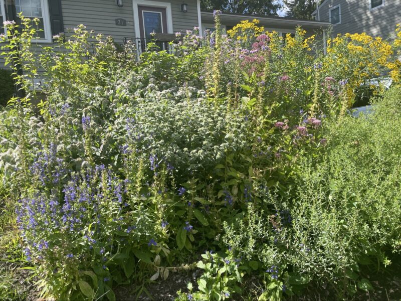 Beautiful wildflower gardens.