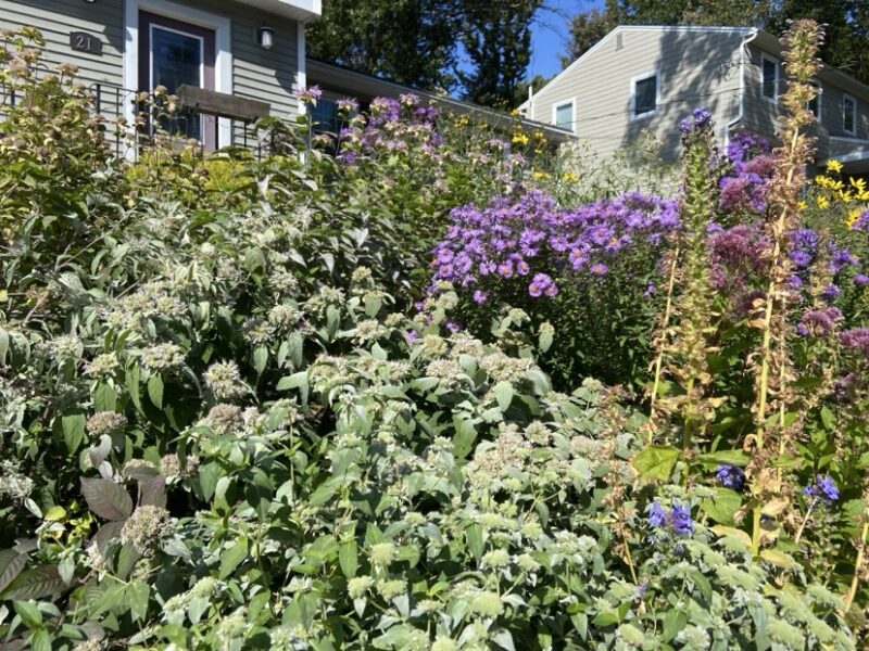 Slow growth and beauty.